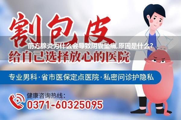 前方腺炎为什么会导致阴囊坠痛,原因是什么?